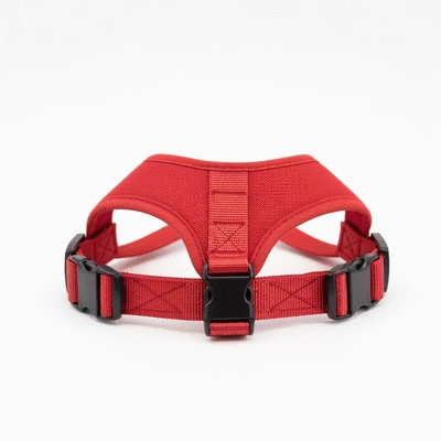 Close-up of a dog seat belt harness on a clean background
